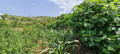 finca-rustica-en-venta-en-la-vega-sn-small-20