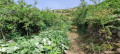 finca-rustica-en-venta-en-la-vega-sn-small-18