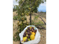 finca-rustica-en-venta-en-arico-small-3