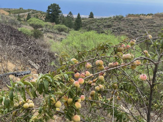 Finca rústica en venta en Arico