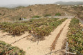 finca-rustica-en-venta-en-arico-small-7