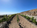 finca-rustica-en-venta-en-arico-small-1