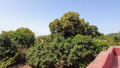 finca-rustica-en-venta-en-sauzal-small-22