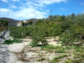 finca-rustica-en-venta-en-san-miguel-de-abona-small-5