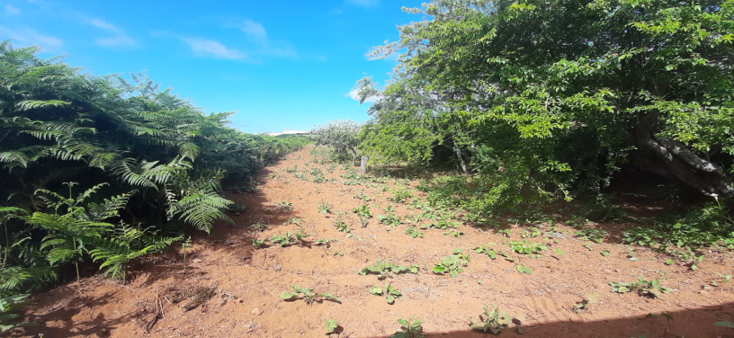 se-vende-terreno-rustico-agricola-en-zona-tacoronte-tenerife-big-2