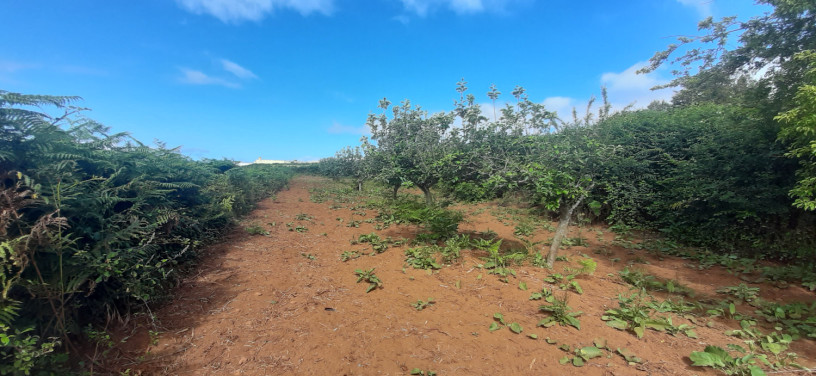 se-vende-terreno-rustico-agricola-en-zona-tacoronte-tenerife-big-4