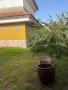 casa-o-chalet-independiente-en-venta-en-calle-san-gregorio-12-small-3