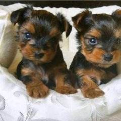 Regalo Cachorros toy, de yorkshire terrier