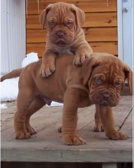 REGALO CACHORRO DOGO DE BURDEOS