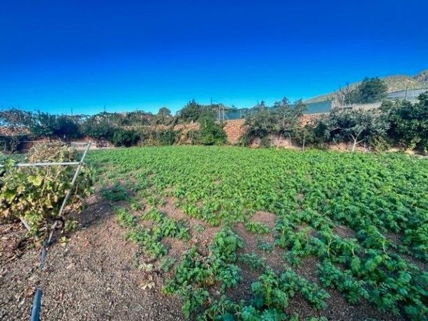 granadilla-de-abona-cruz-de-tea-big-13