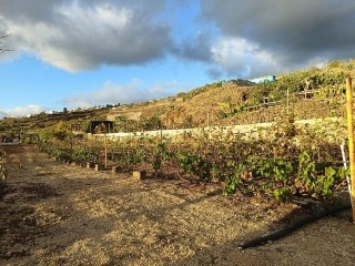 Fabulosa finca a la venta en Guia de Iso