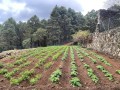 cueva-del-viento-small-25