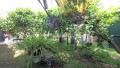 icod-de-los-vinos-small-10
