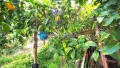 icod-de-los-vinos-small-11