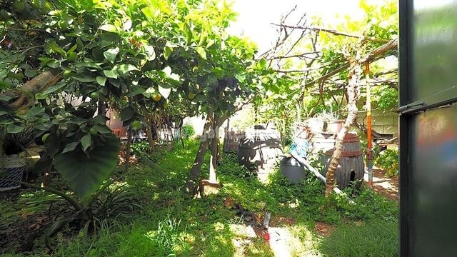 icod-de-los-vinos-big-15