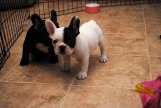 Cachorros de bulldog francés bien entrenados