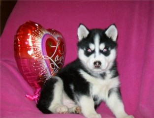 CACHORROS DE HUSKY SIBERIANO MACHO Y HEMBRA LISTOS