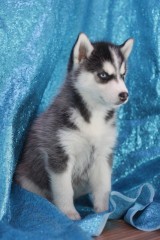 CACHORROS DE HUSKY SIBERIANO MACHO Y HEMBRA LISTOS