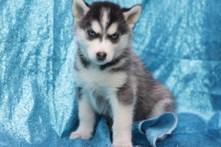 CACHORROS DE HUSKY SIBERIANO MACHO Y HEMBRA LISTOS