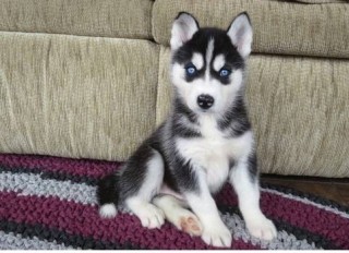 CACHORROS DE HUSKY SIBERIANO MACHO Y HEMBRA LISTOS