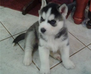 CACHORROS DE HUSKY SIBERIANO MACHO Y HEMBRA LISTOS