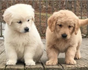 CACHORROS DE GOLDEN RETRIEVER MACHO Y HEMBRA