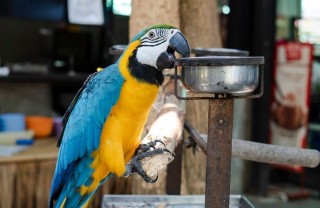 Regalo Preciosos loro Guacamayo Azul y Dorado.