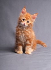 Regalo  Gatitos Maine Coon Disponibles