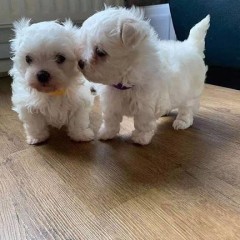 Cachorros Bichón Maltés para regalo