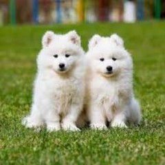 Regalan preciosos Samoyedos