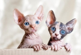 Gatitos sphynx para adopocion