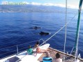 se-alquila-catamaran-tenerife-small-2