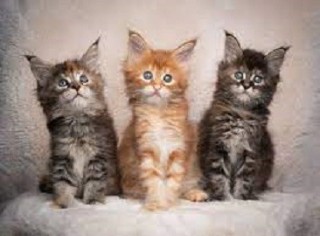 Gatitos Maincoon machos y hembras que buscan un nuevo hogar