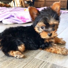 Regalo CACHORRITOS DE YORKSHIRE TERRIER MINI TOY