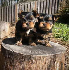 Regalo Cachorros toy, de yorkshire terrier,