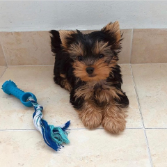 Regalo Cachorros toy, de yorkshire terrier,