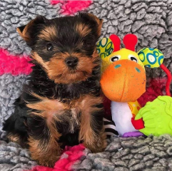 Regalo Cachorros toy, de yorkshire terrier,