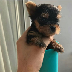 Regalo Cachorros toy, de yorkshire terrier,