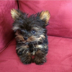 Regalo Cachorros toy, de yorkshire terrier,