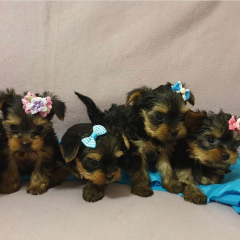 Regalo Cachorros toy, de yorkshire terrier,