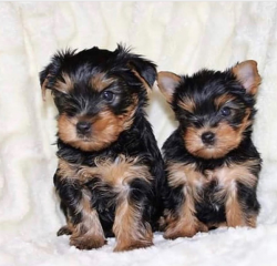 Regalo Cachorros toy, de yorkshire terrier,