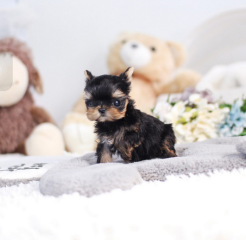 Regalo Cachorros toy, de yorkshire terrier,