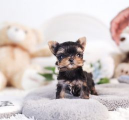 Regalo Cachorros toy, de yorkshire terrier,