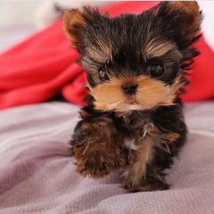 Regalo Cachorros toy, de yorkshire terrier