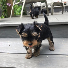 Regalo Cachorros toy, de yorkshire terrier,