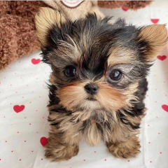 Regalo Cachorros toy, de yorkshire terrier,