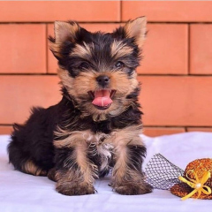 Regalo Cachorros toy, de yorkshire terrier para adopcion