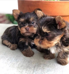 Regalo Cachorros toy, de yorkshire terrier,