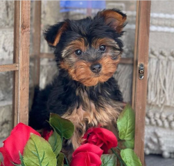 Regalo Cachorros toy, de yorkshire terrier,