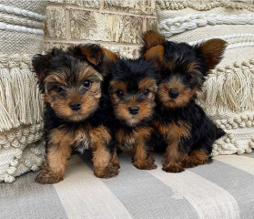 Regalo Cachorros toy, de yorkshire terrier,